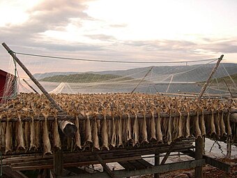 Drying fish, near the shore in Nervei