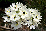 Щиткоподібні суцвіття Ornithogalum arabicum