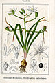 Птичје млеко (Ornithogalum umbellatum)