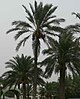 Palm trees in Bahrain