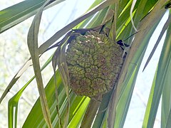 Unripe fruit