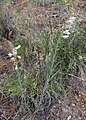 Penstemon virgatus, ditto