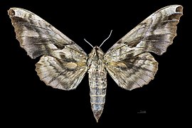 Female, dorsal view