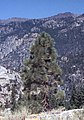 Joven pino de Jeffrey en Stanislaus National Forest, California.