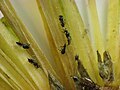 Platygaster sp. on goldenrod (Solidago)