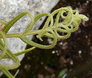 Unfurling frond tip of P. vittata from Antalya