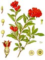 Punica granatum L. [branch in flower]