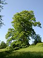 Mature Turkey oak at Hillersdon House, England