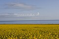 Rapeseed fields