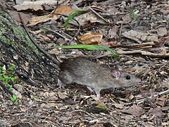 Description de l'image Rattus tanezumi 59901569 (cropped).jpg.