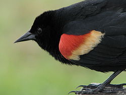 Dark bird with red shoulder patches