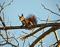 Red squirrel