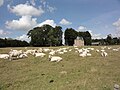 Paysage de pré à vaches à Bourville.