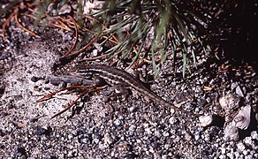 Sagebrush lizard