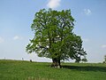 Sambacher Linde bei Mühlhausen (Thüringen) im Frühjahr