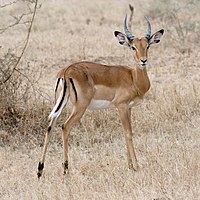 Impala (Aepyceros melampus melampus)