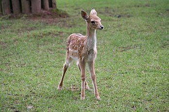 Un faon (petit daim, Dama dama) au parc naturel de Silz en Rhénanie-Palatinat (Allemagne). (définition réelle 3 456 × 2 304*)