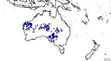 Solanum sturtianum distribution map