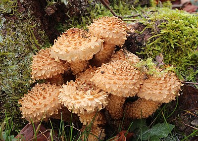 Pholiota squarrosa