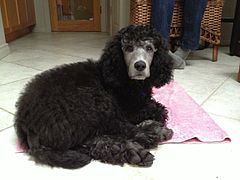 Young Silver Standard Poodle in the earliest stages of graying out.
