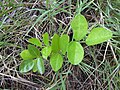 Plantule de Vigna marina.