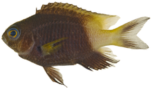 Stegastes partitus