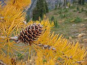 cone and foliage