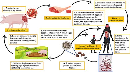 diagram showing life cycle of Taenia solium