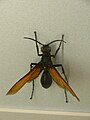 Tarantula hawk wasp