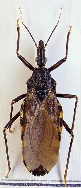 T. infestans adulto.