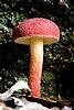 Rhubarb bolete