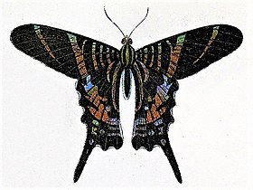 Ilustração de Urania sloanus, vista superior, feita por William Forsell Kirby e publicada no livro A handbook to the order Lepidoptera (1896-1897).