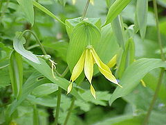 Description de l'image Uvularia grandiflora1.jpg.