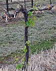 Austrieb durch Spätfrost geschädigt. Neuaustrieb aus schlafenden Knospen zur Regeneration des Stockes.