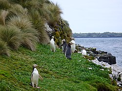 Gelbaugenpinguine auf Enderby Island