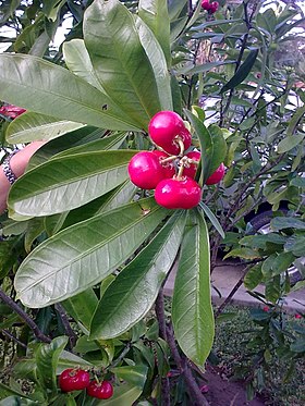 Thevetia ahouai em Tehuantepec, no México