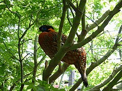 Satyrtragopan