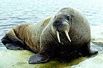 Spécimen de la sous-espèce type, dans le bassin de Foxe, au Canada.