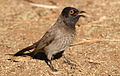 The easterly P. n. subsp. superior, with darker breast and mantle plumage