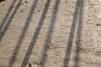 Ashoka's Rock Edict (close up)