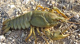 Рак широкопалий (Astacus astacus)