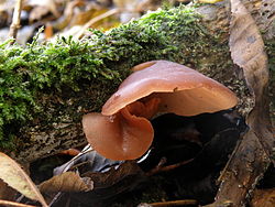 Auricularia polytricha, uma frutificação jovem sobre um tronco caído na Inglaterra