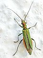 Female of Oedemera nobilis with her thin femora