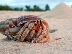 Coenobita perlatus, un Coenobitidae.