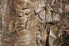 Betula alleghaniensis Bark