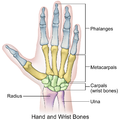Illustration of hand and wrist bones