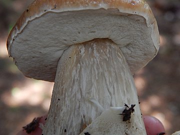 Boletus edulis