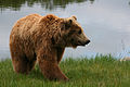 Image is currently used in Brown bear