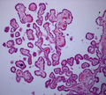 Choroid plexus histology 40x