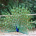 Radschlagender Blauer Pfau